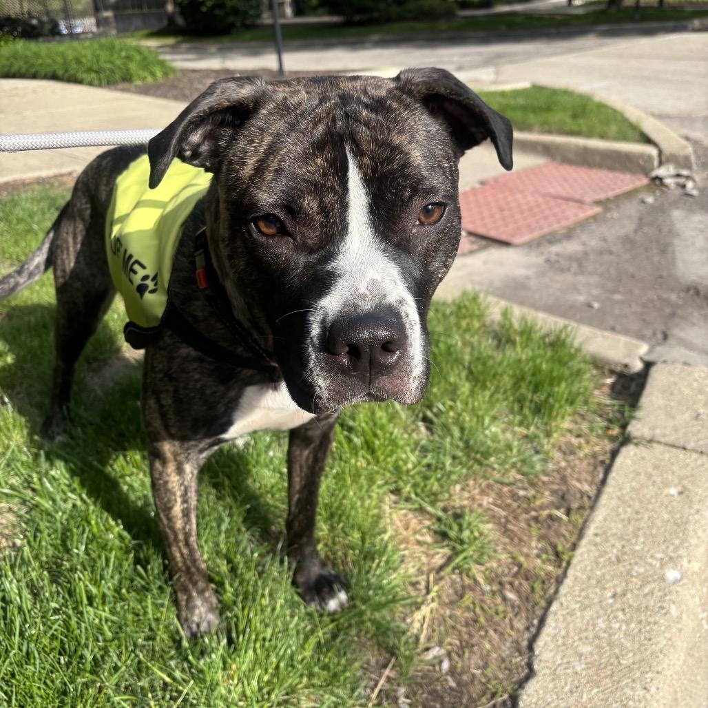 Enlarge Irma, a Adoptable Pit Bull Terrier in Northbrook, IL image 3/6