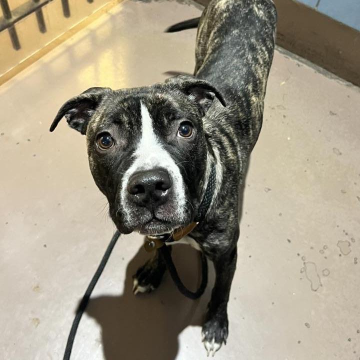 Enlarge Irma, a Adoptable Pit Bull Terrier in Northbrook, IL image 4/6