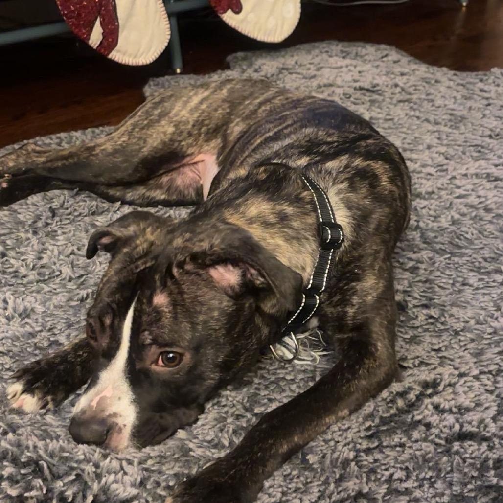 Enlarge Irma, a Adoptable Pit Bull Terrier in Northbrook, IL image 5/6
