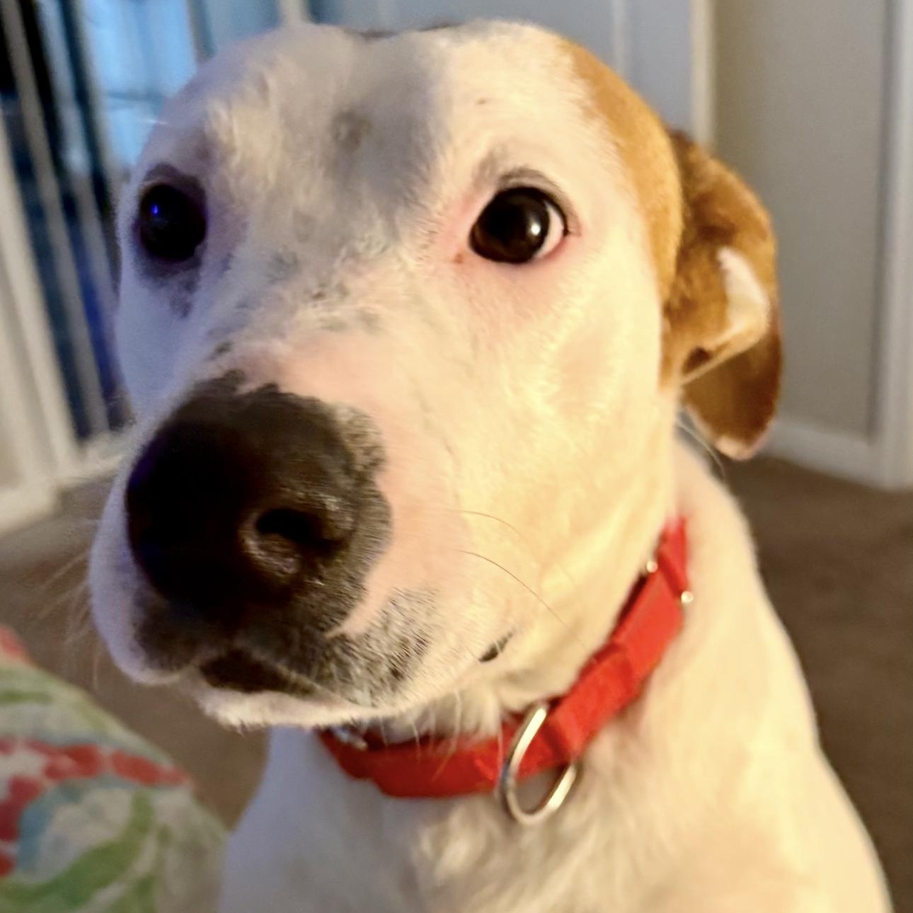 Spot, a ADOPTABLE mixed breed in Seabrook, NH image 6/6