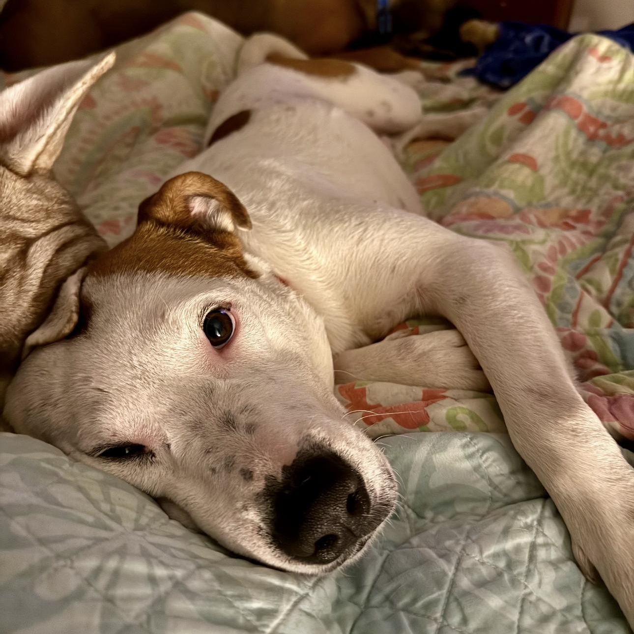 Spot, ADOPTABLE, Young Male American Staffordshire Terrier.