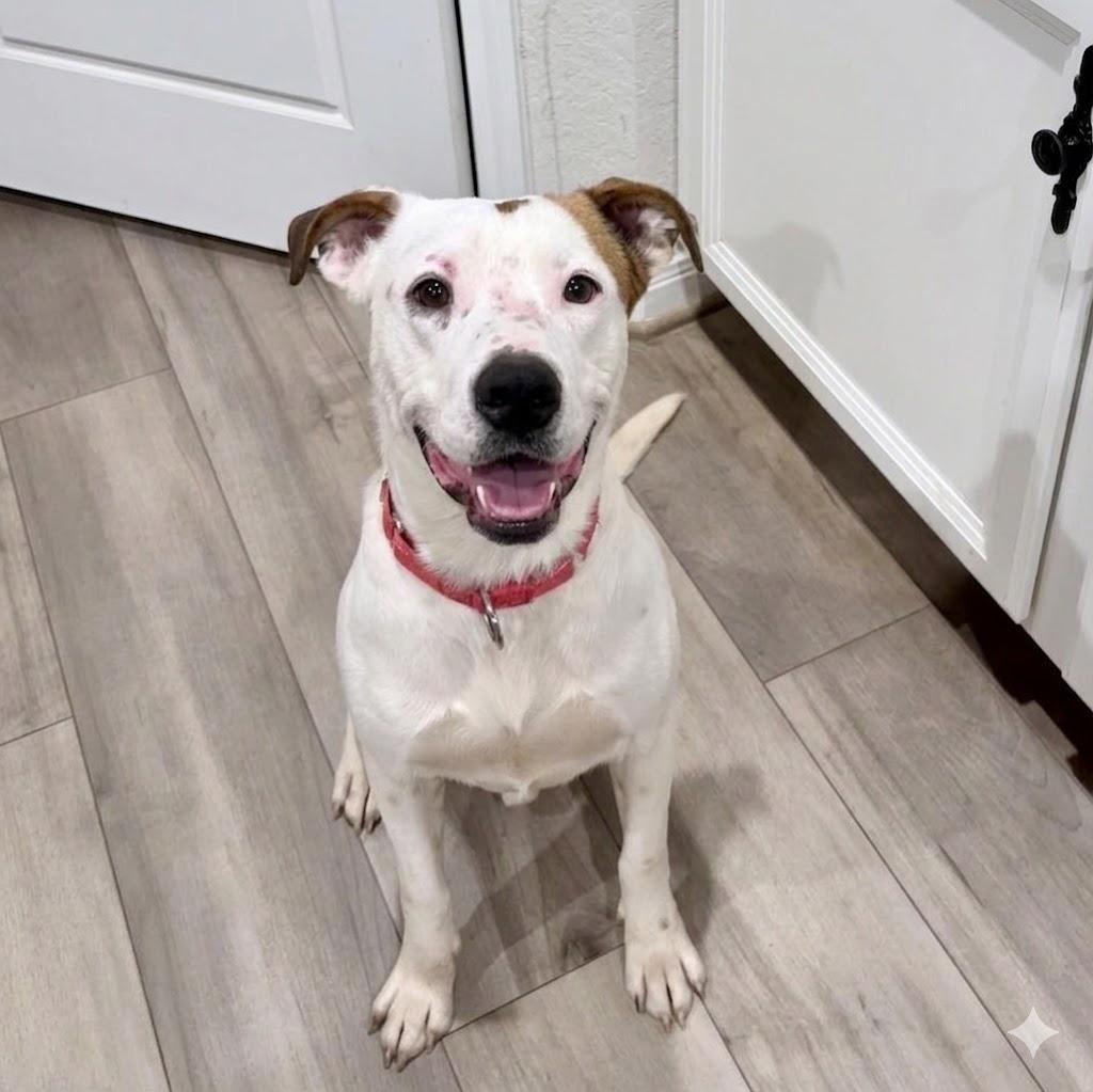Enlarge Spot, a ADOPTABLE mixed breed in Seabrook, NH image 1/6