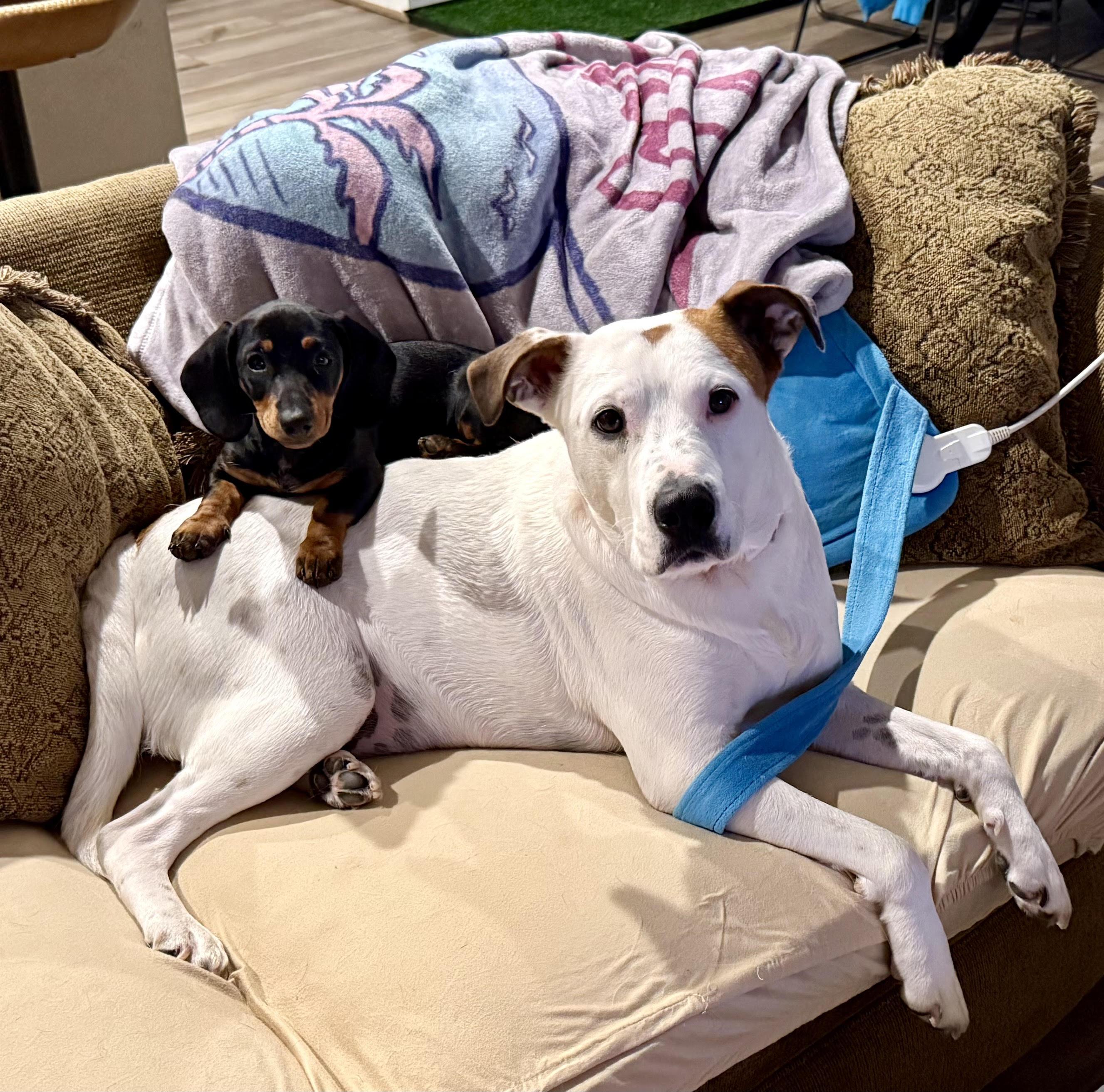 Enlarge Spot, a ADOPTABLE mixed breed in Seabrook, NH image 3/6