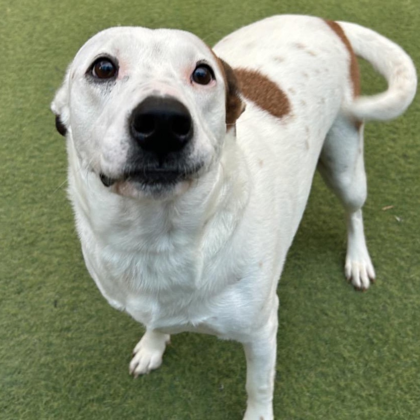 Spot, Adoptable, Young Male American Staffordshire Terrier.