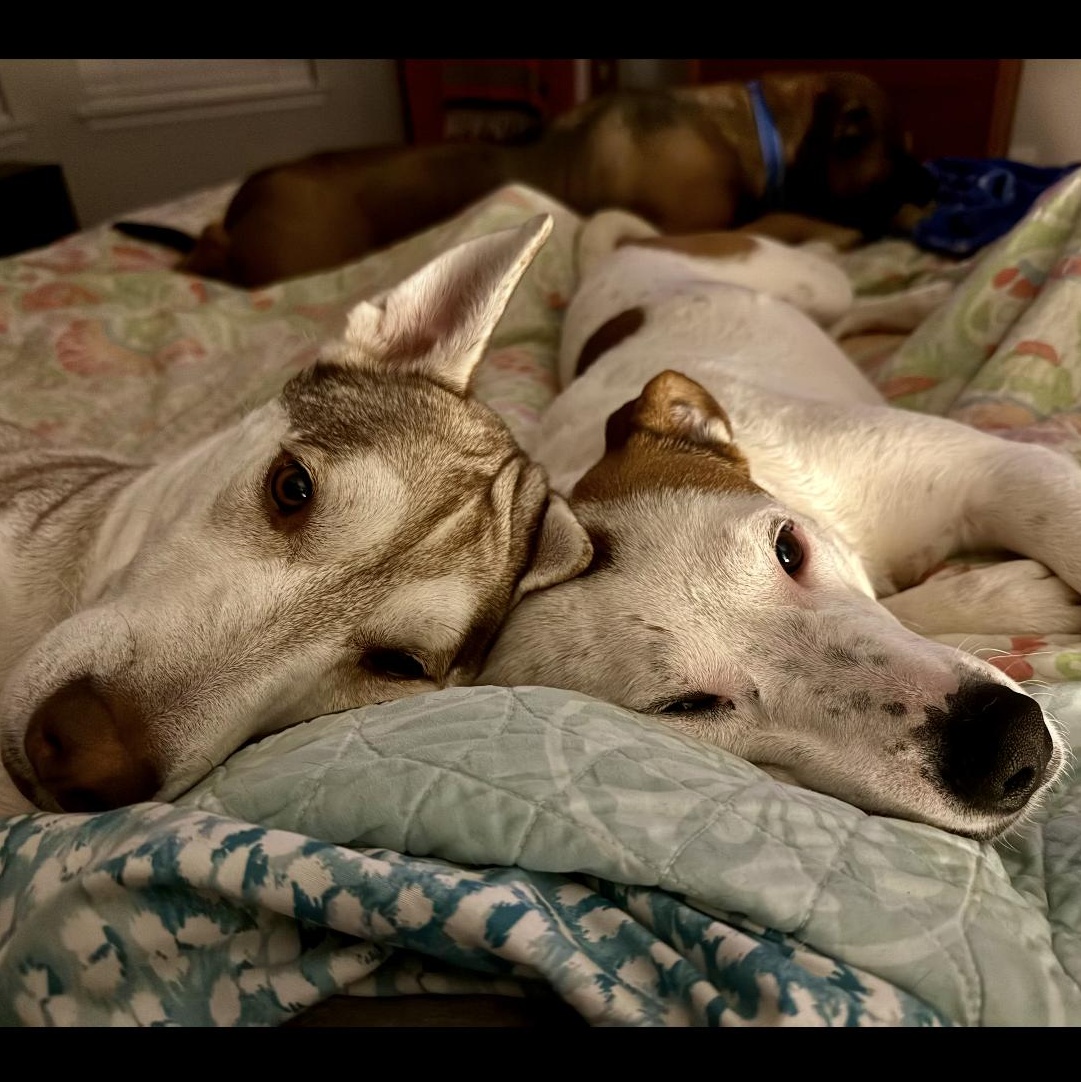 Spot, a ADOPTABLE mixed breed in Seabrook, NH image 5/6