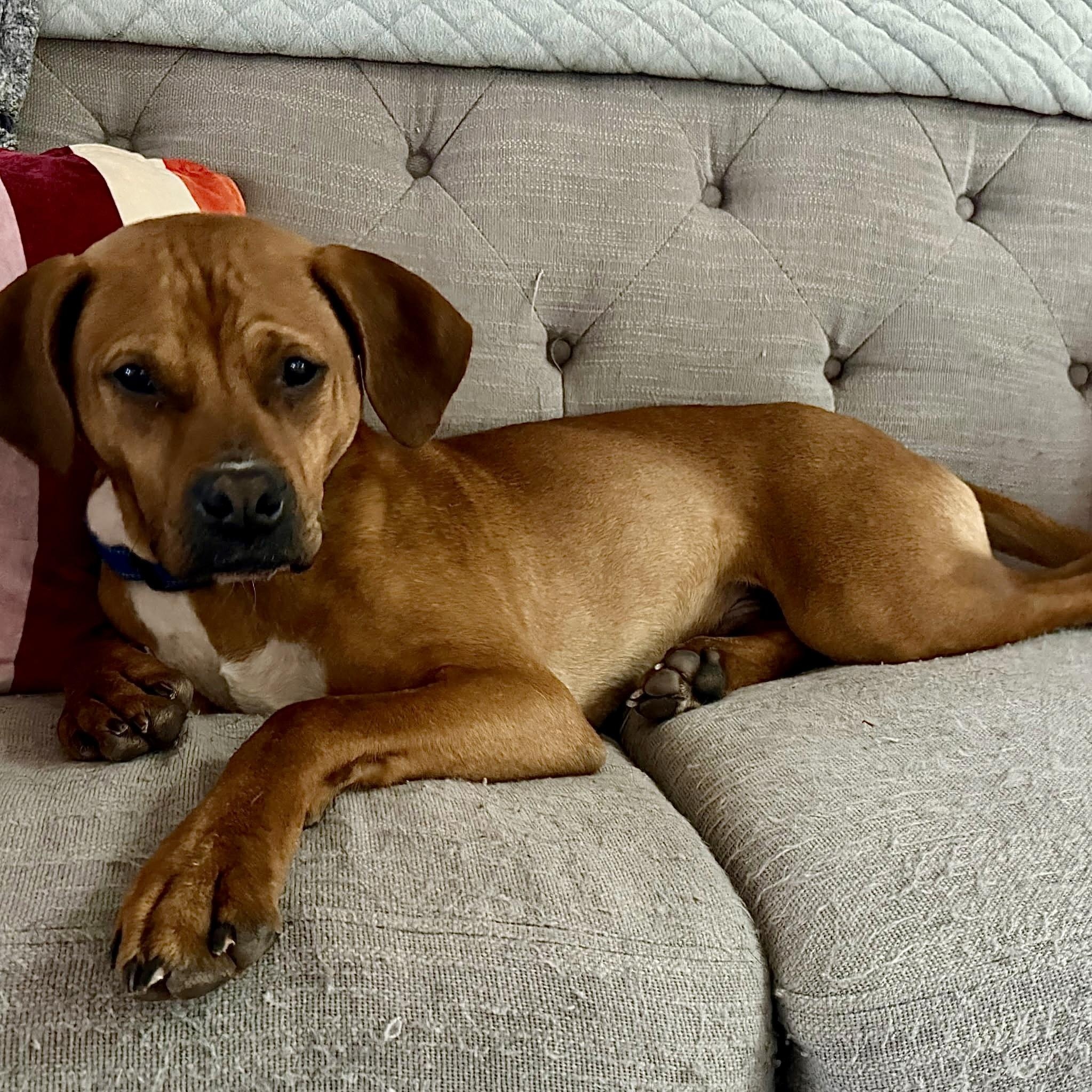 Little Man, Adoptable, Adult Male Hound & Boxer.