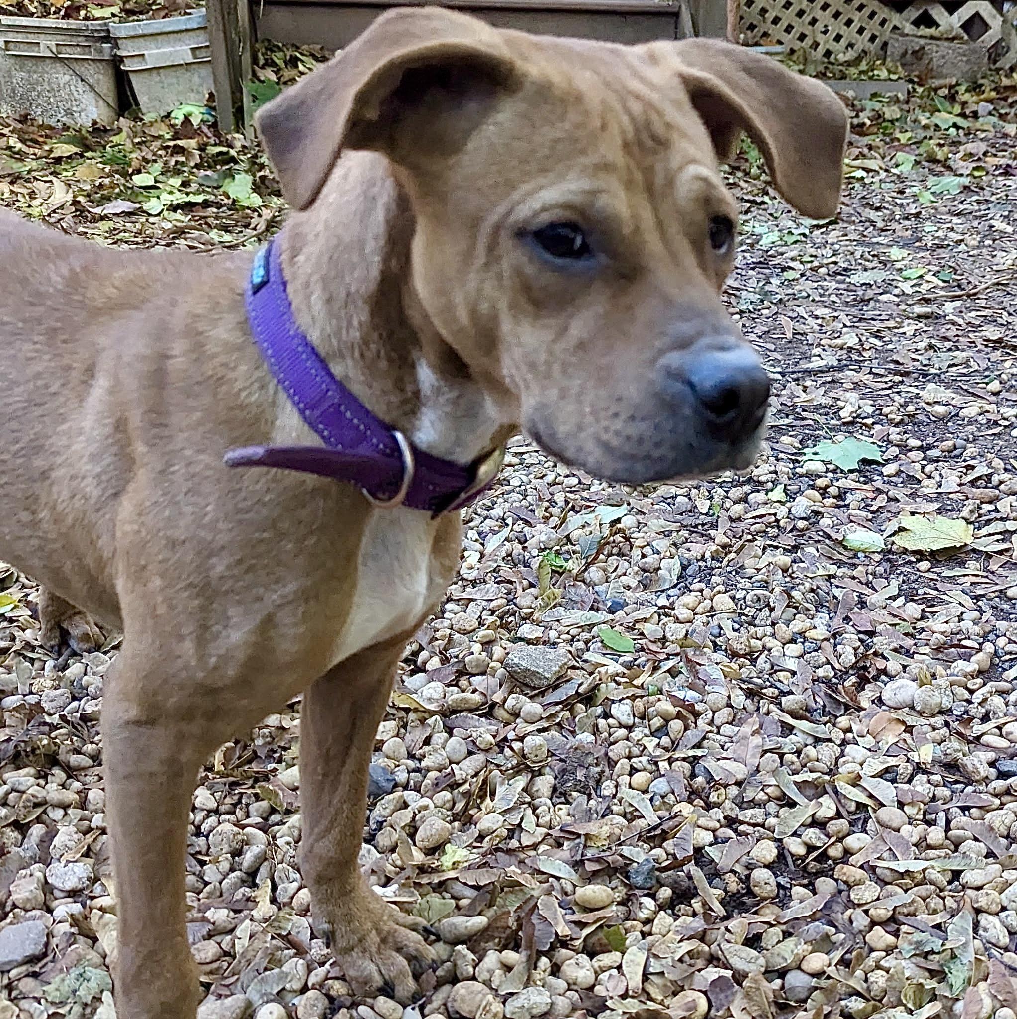 Enlarge Little Man, a Adoptable mixed breed in Paramus, NJ image 6/6
