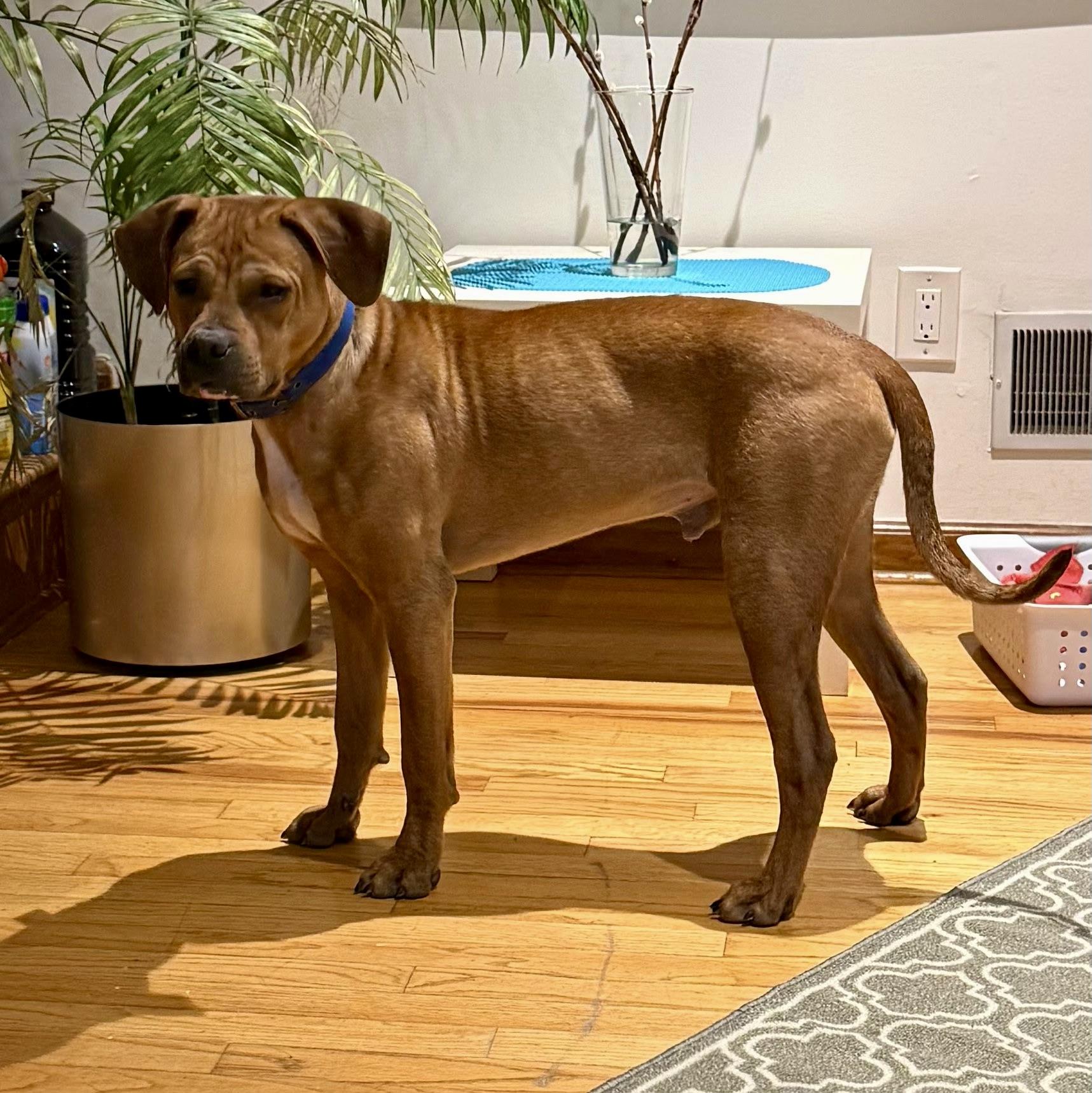 Little Man, Adoptable, Young Male Hound & Boxer.