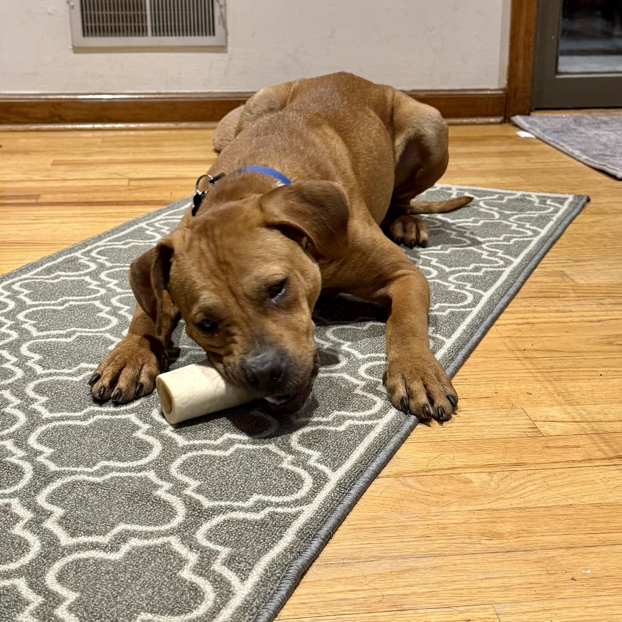 Enlarge Little Man, a Adoptable mixed breed in Paramus, NJ image 3/6