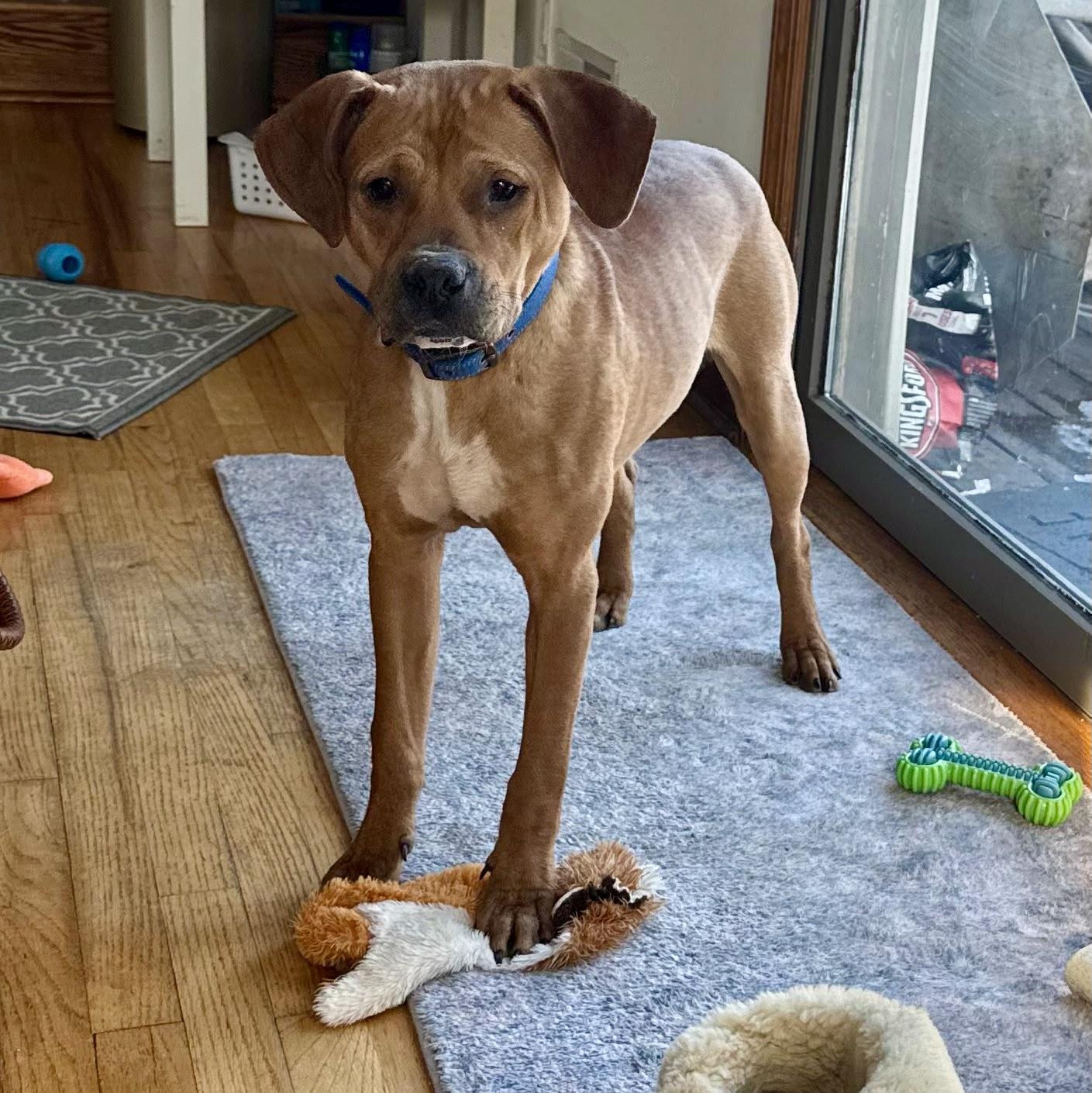 Enlarge Little Man, a Adoptable mixed breed in Paramus, NJ image 5/6