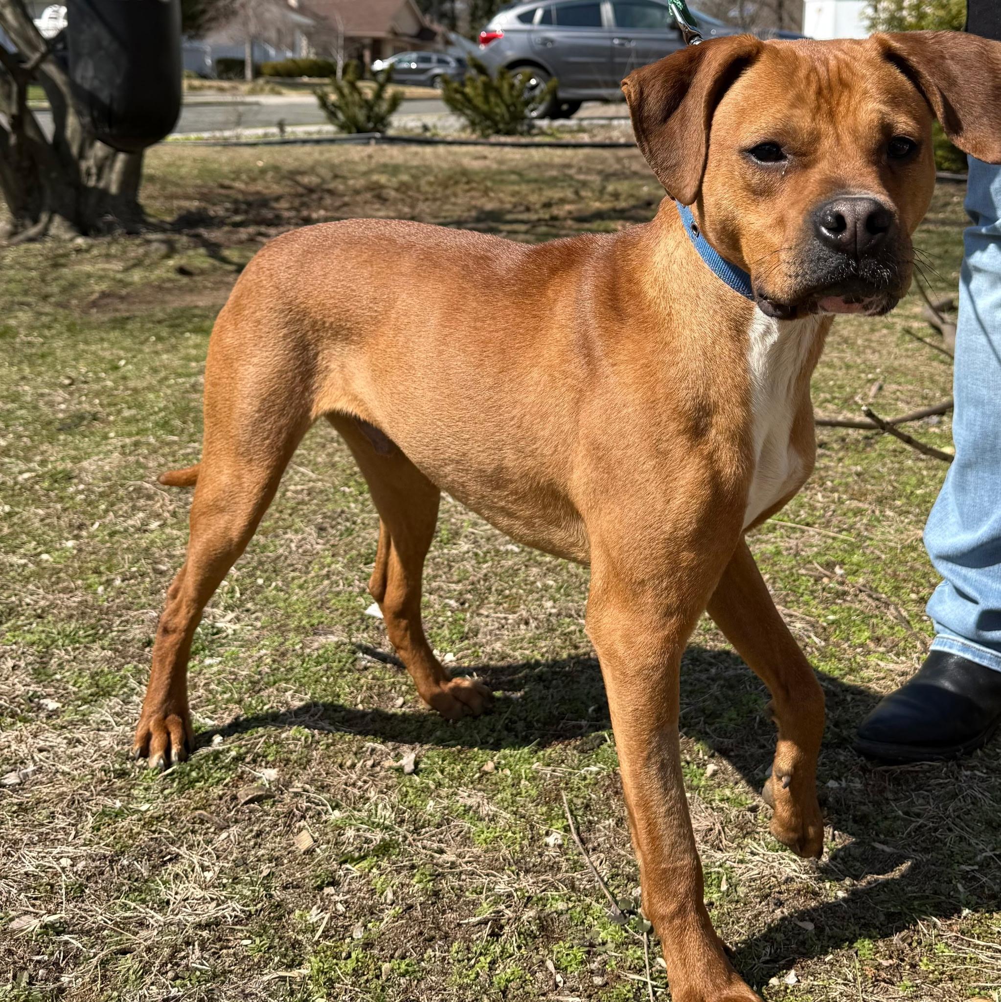 Little Man, Adoptable, Adult Male Hound & Boxer.