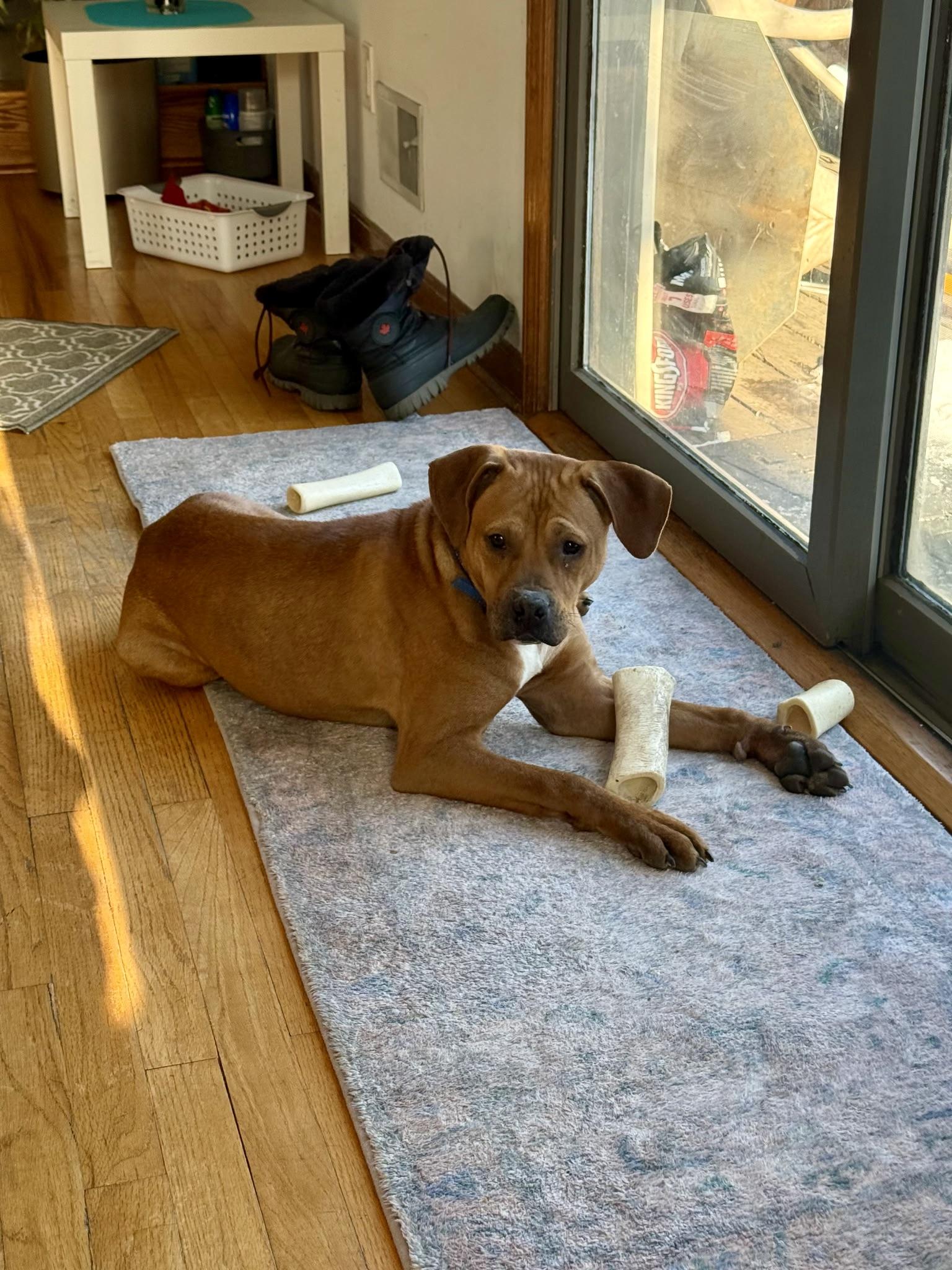 Enlarge Little Man, a Adoptable mixed breed in Paramus, NJ image 4/6