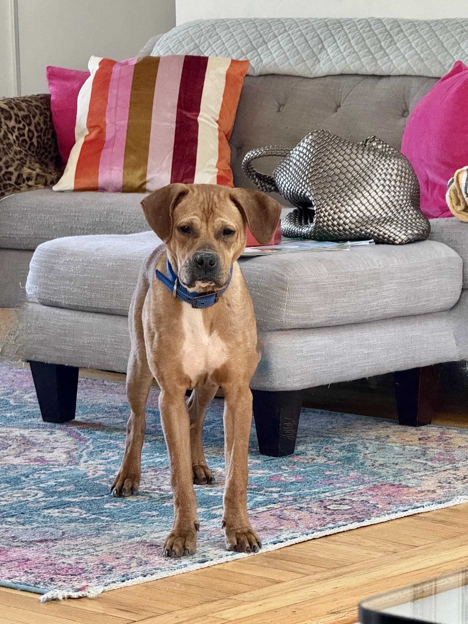 Little Man, Adoptable, Young Male Hound & Boxer.