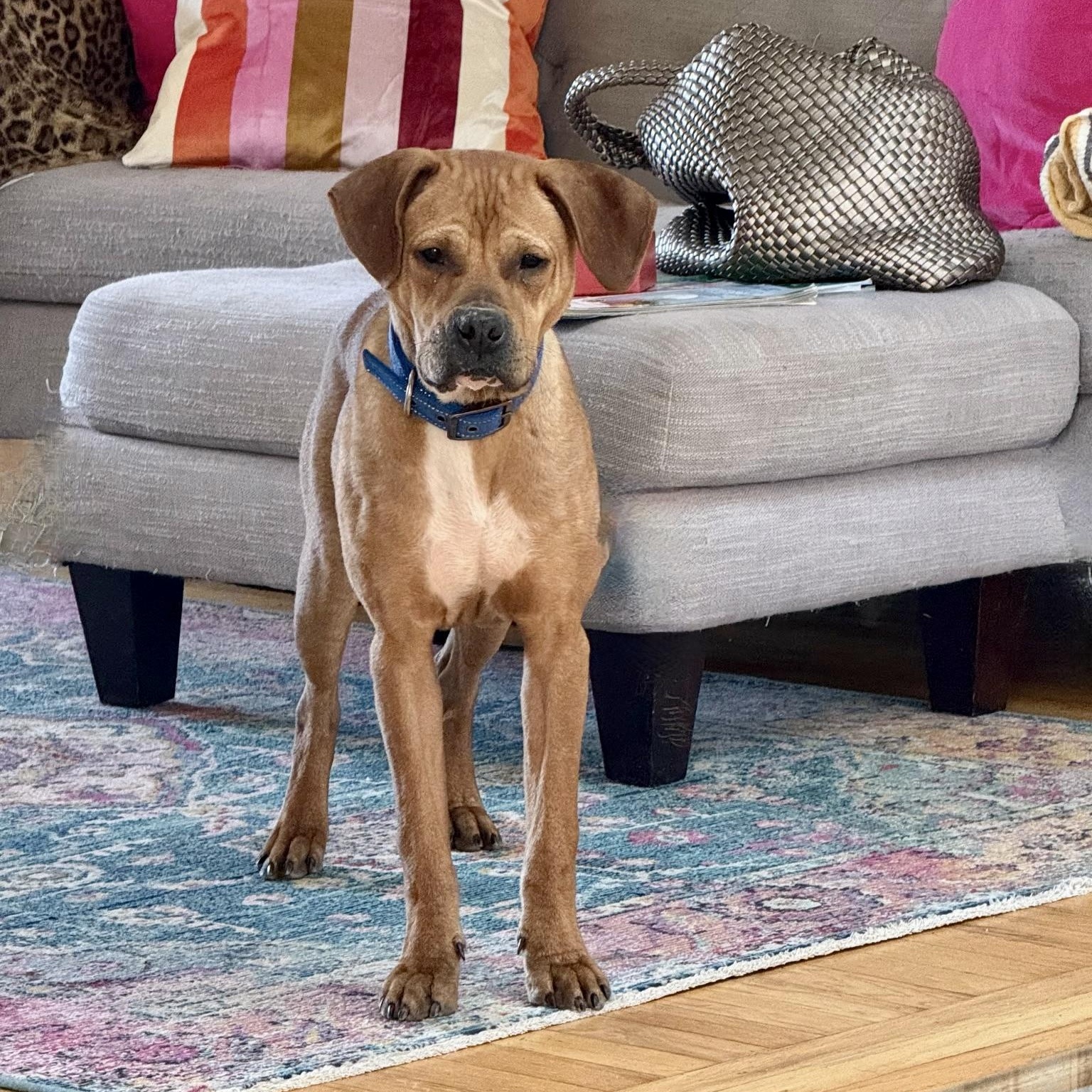 Enlarge Little Man, a Adoptable mixed breed in Paramus, NJ image 3/6