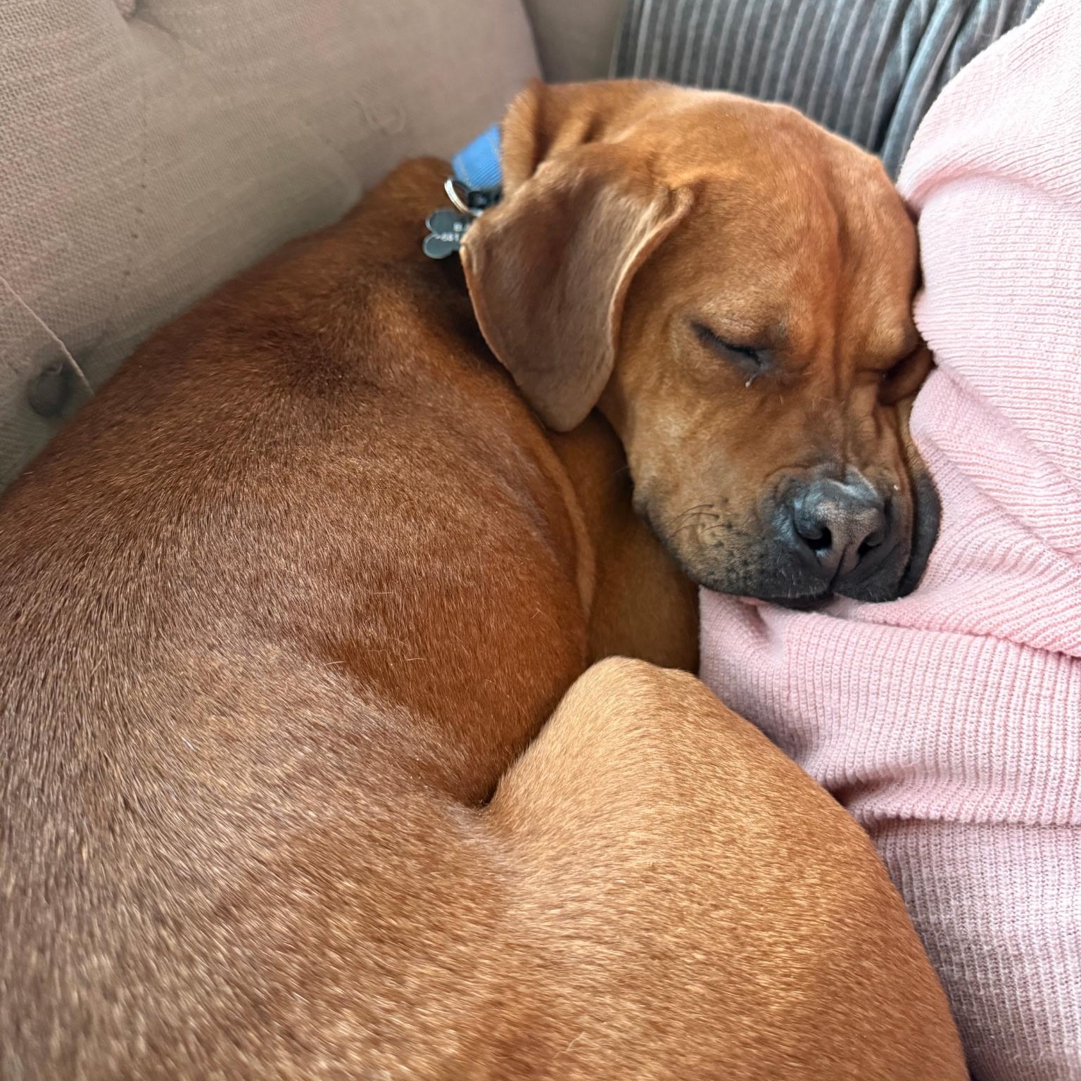 Enlarge Little Man, a Adoptable mixed breed in Paramus, NJ image 5/6