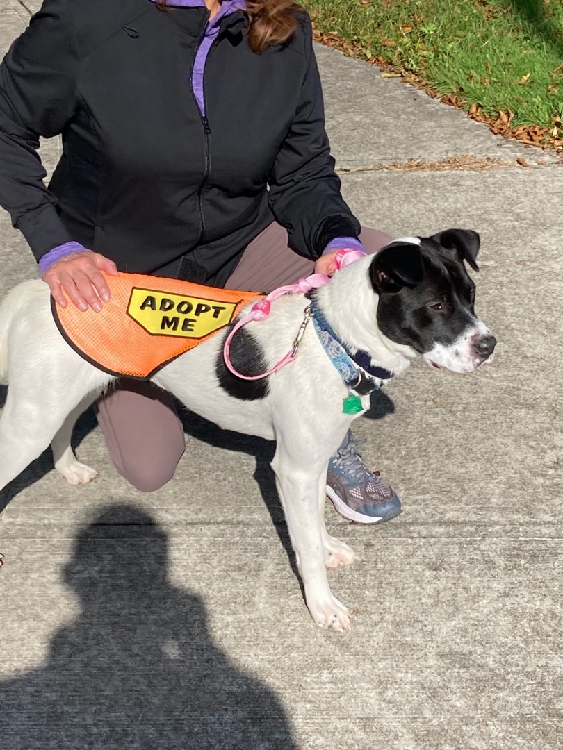 Cali The Comfort Dog, Adopted, Young Female Spaniel & American Staffordshire Terrier.