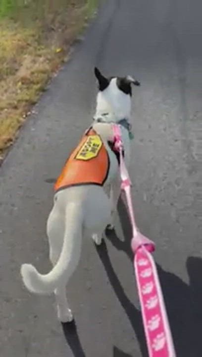 Enlarge Cali The Comfort Dog, a Adopted mixed breed in Stamford, CT video 6/6