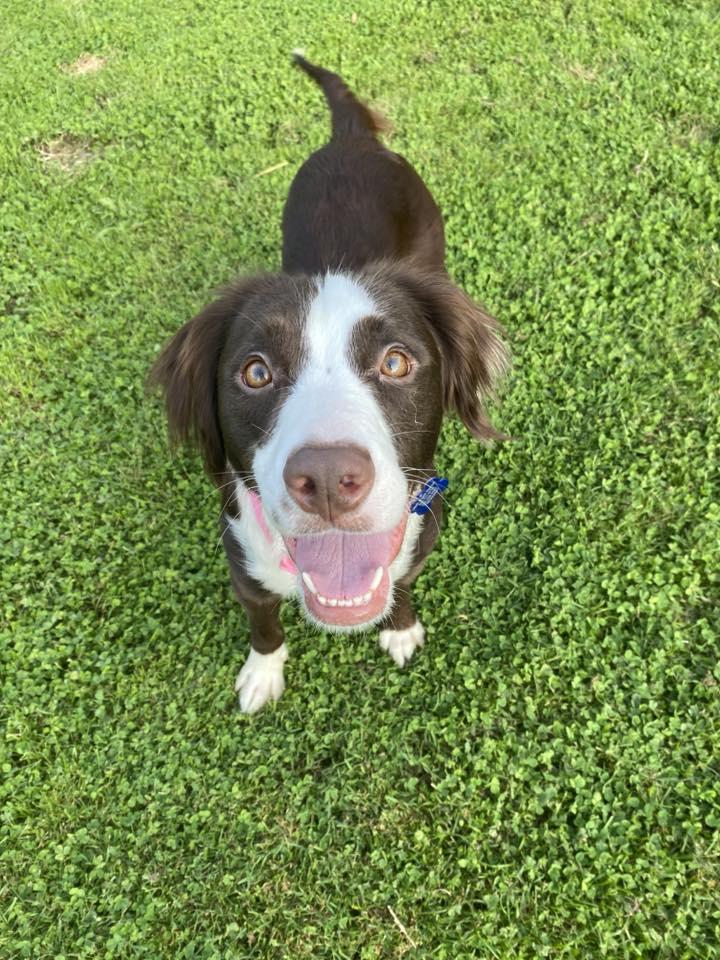 Tulsa! Dog Friendly!