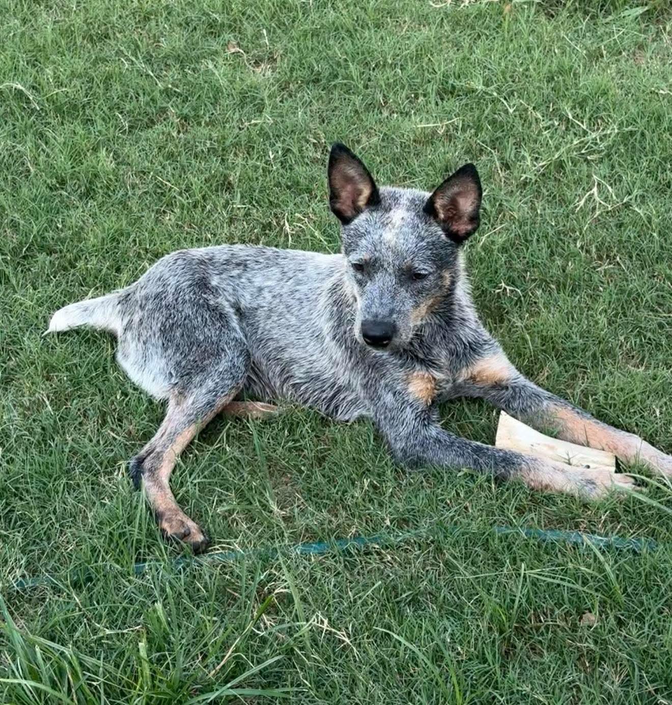 Bluey 2