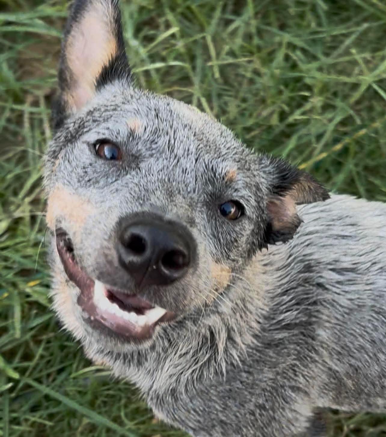 Bluey 3