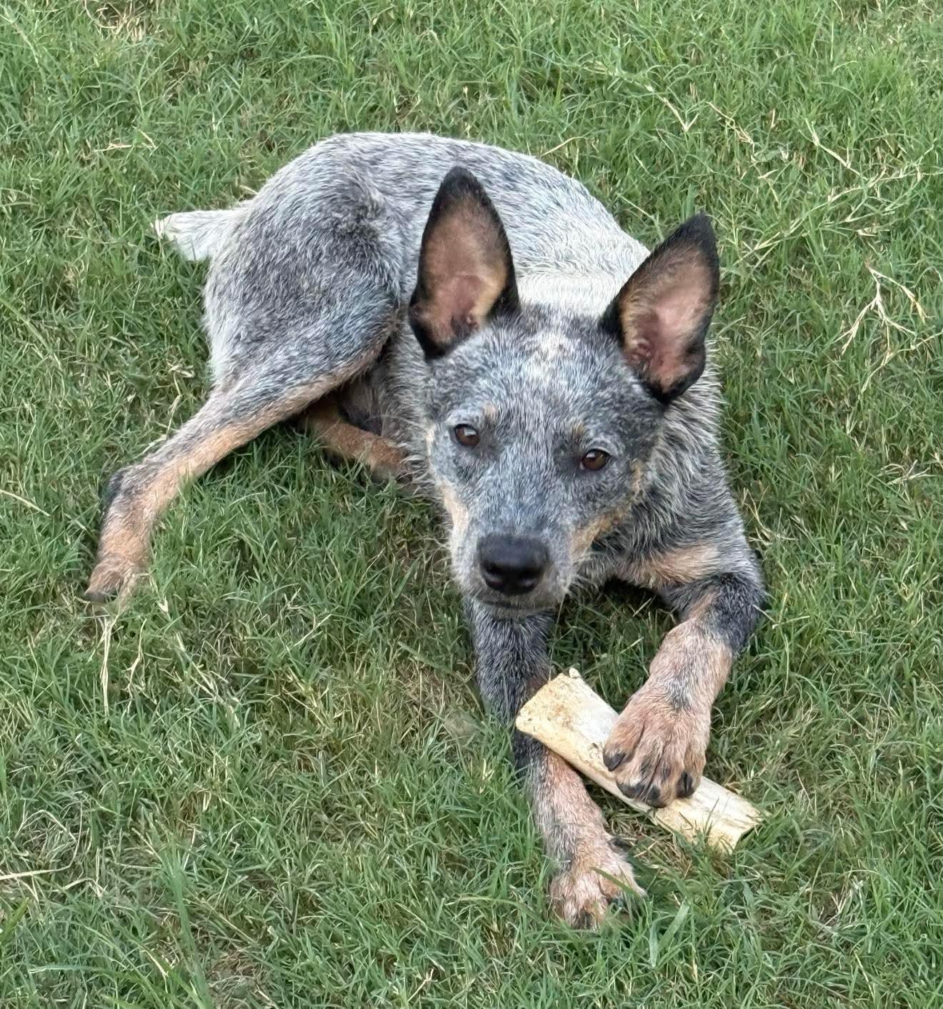 Bluey