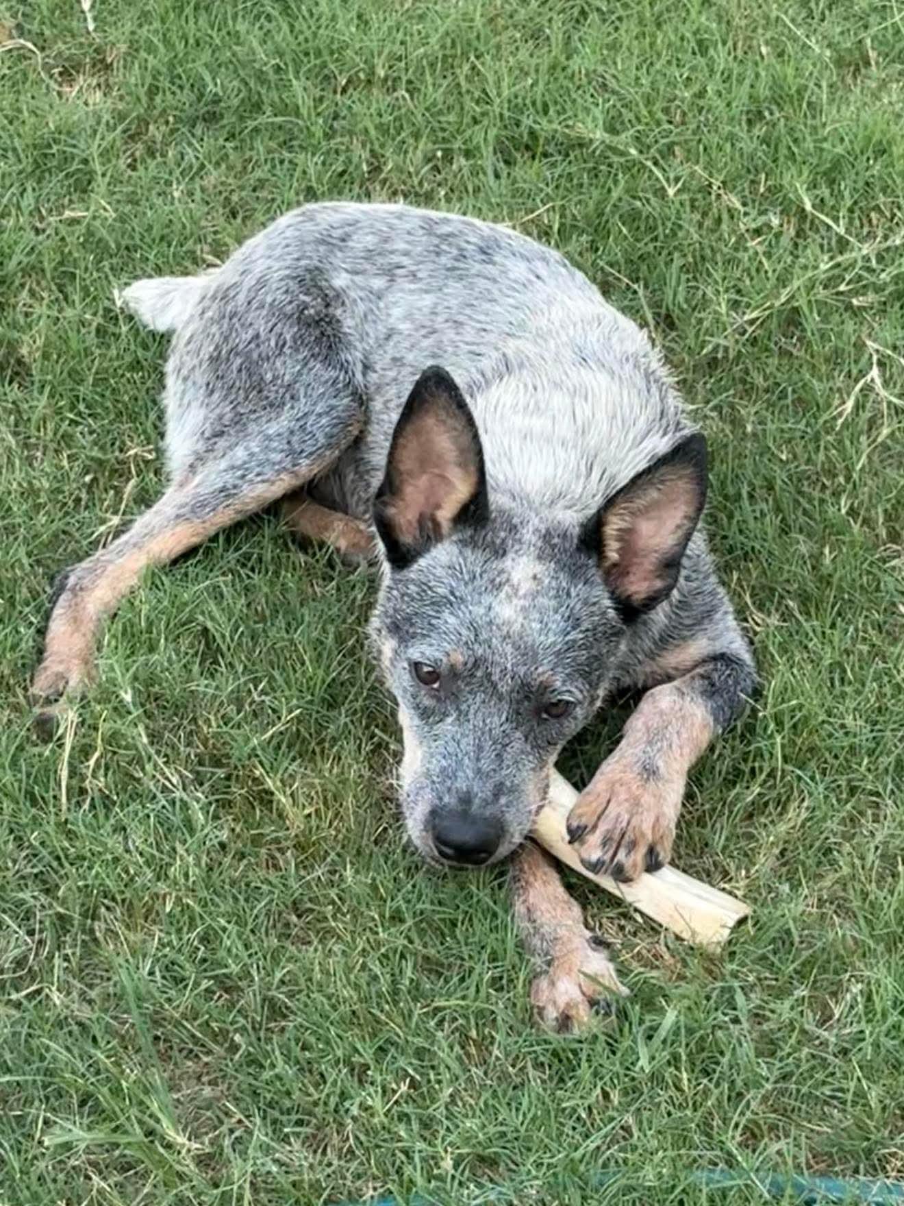 Bluey 4