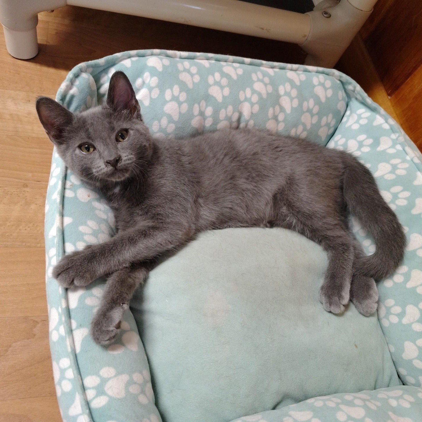 Enlarge Slater, an adopted mixed breed in Montour Falls, NY image 3/3