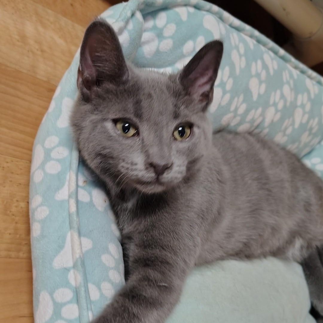 Slater, adopted, Kitten Male Russian Blue & Domestic Short Hair.
