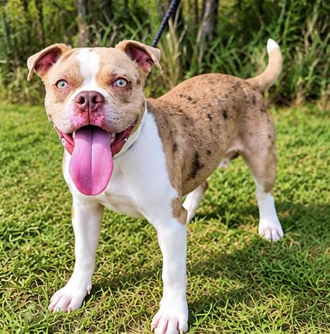 Wiley, Adoptable, Young Male Boston Terrier & American Bully.