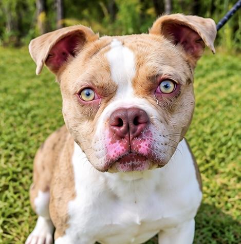 Enlarge Wiley, a Adoptable mixed breed in Albion, MI image 4/6