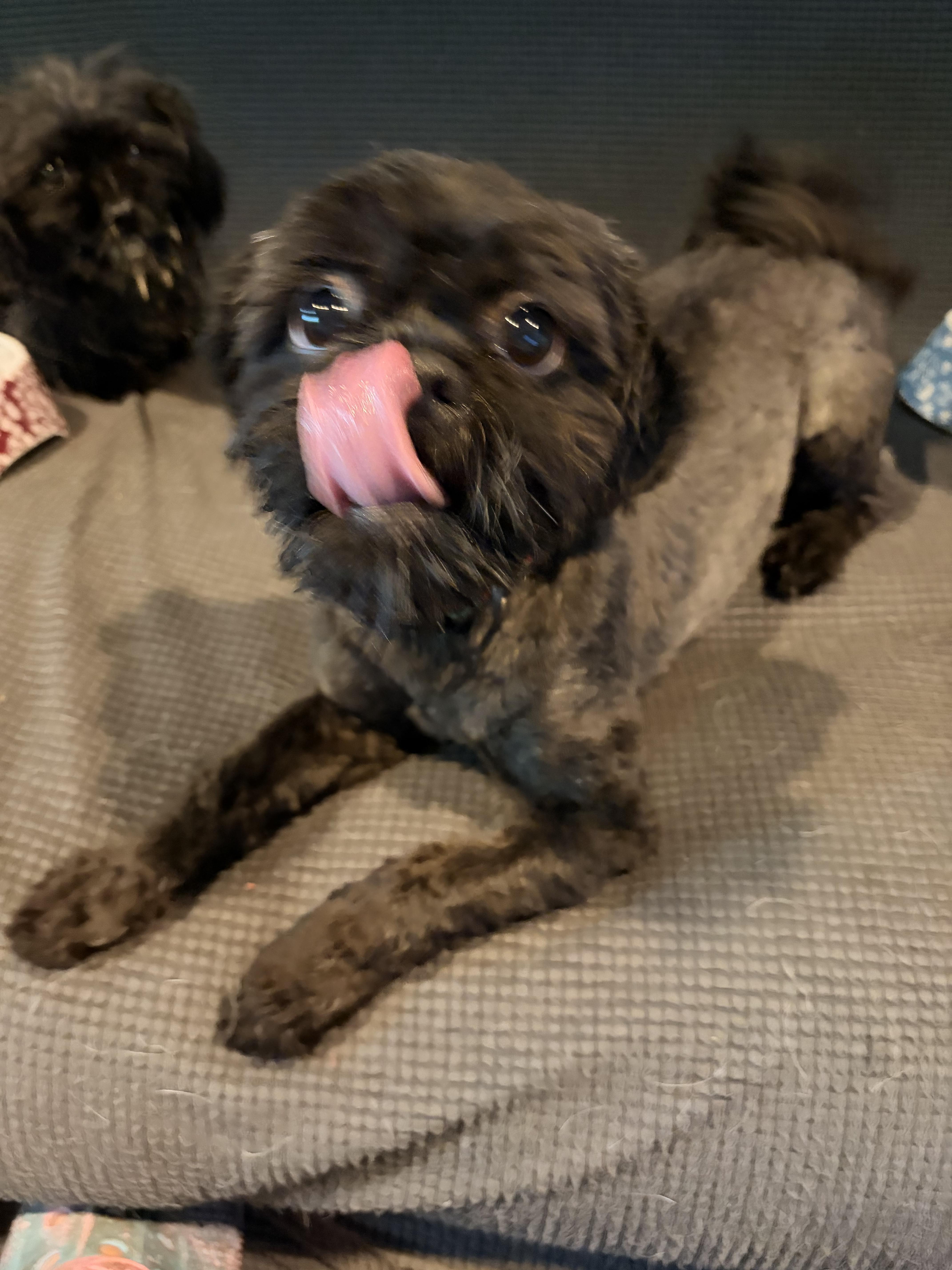 Gizmo, an adopted Shih Tzu in Byron, IL image 5/5