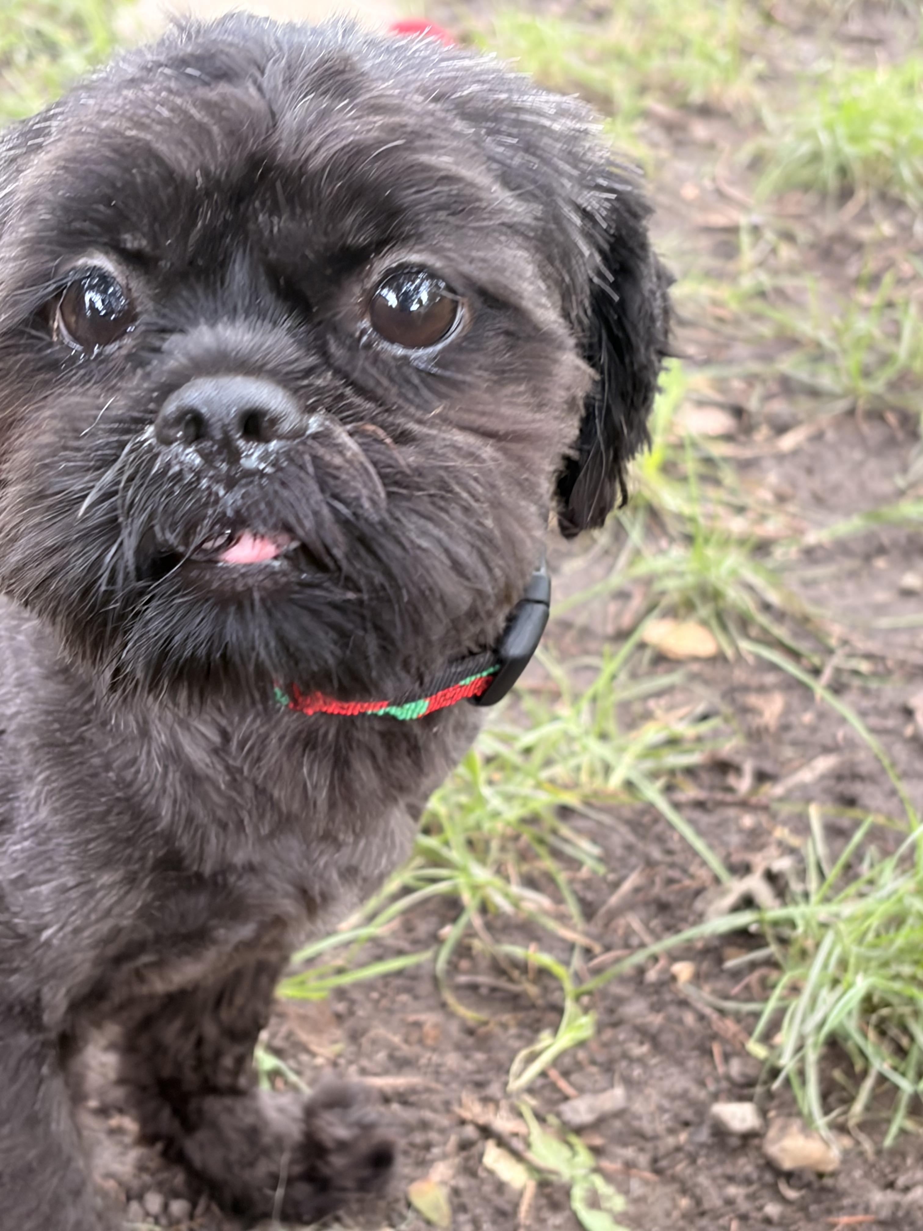 Gizmo, an adopted Shih Tzu in Byron, IL image 3/5