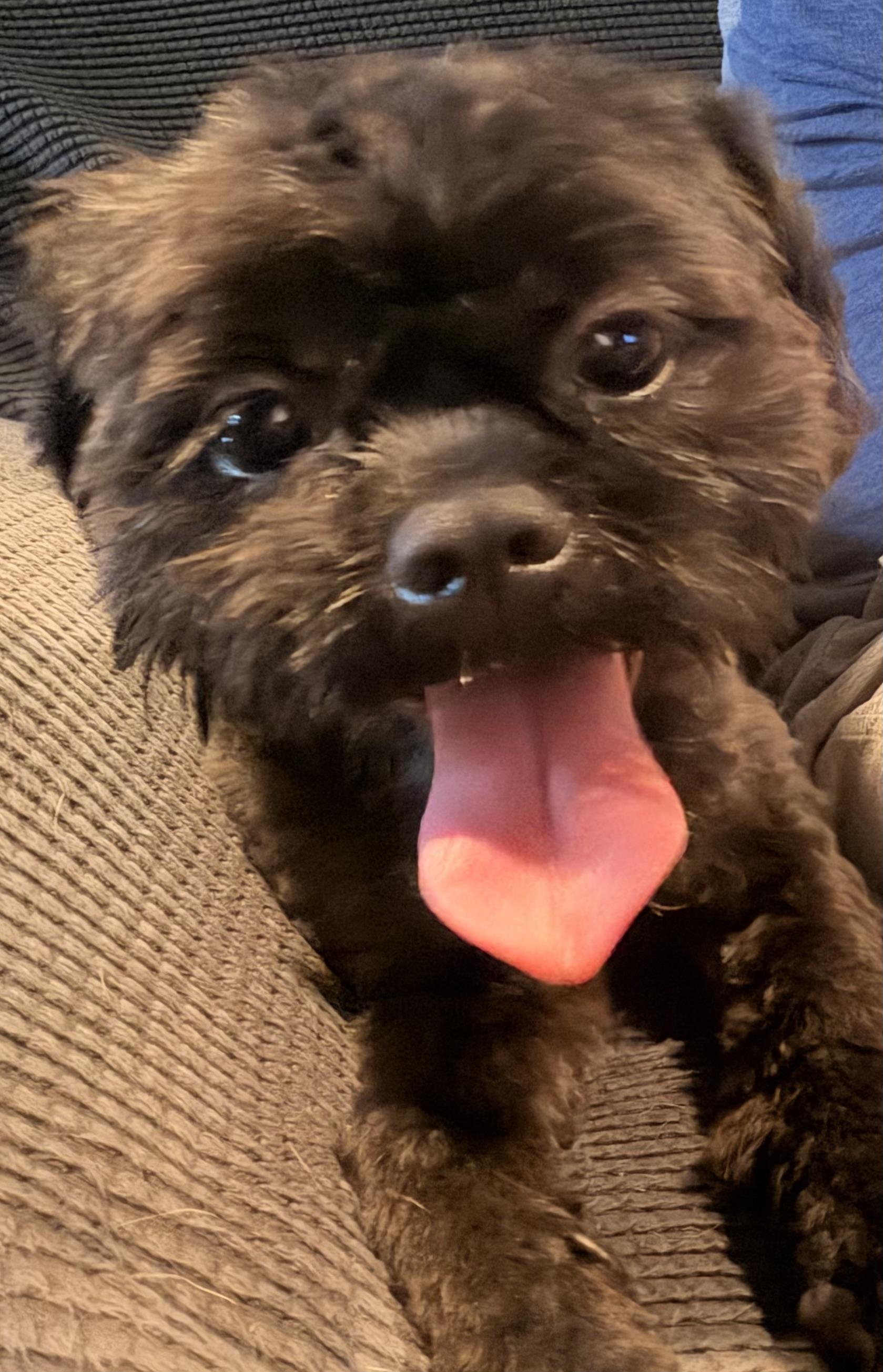 Gizmo, adopted, Young Male Shih Tzu.