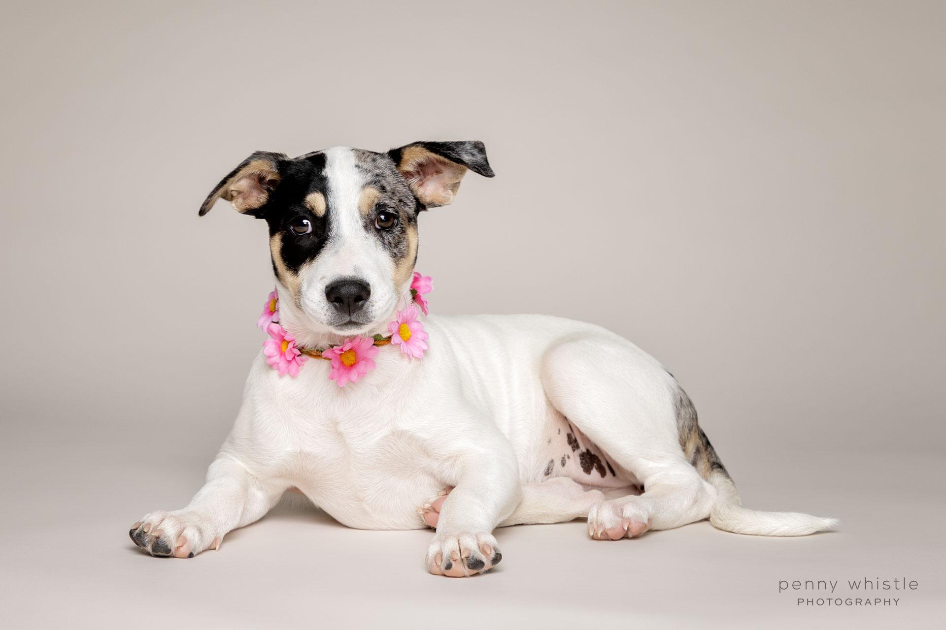 Enlarge Birdie, a Adoptable mixed breed in Coppell, TX image 2/3