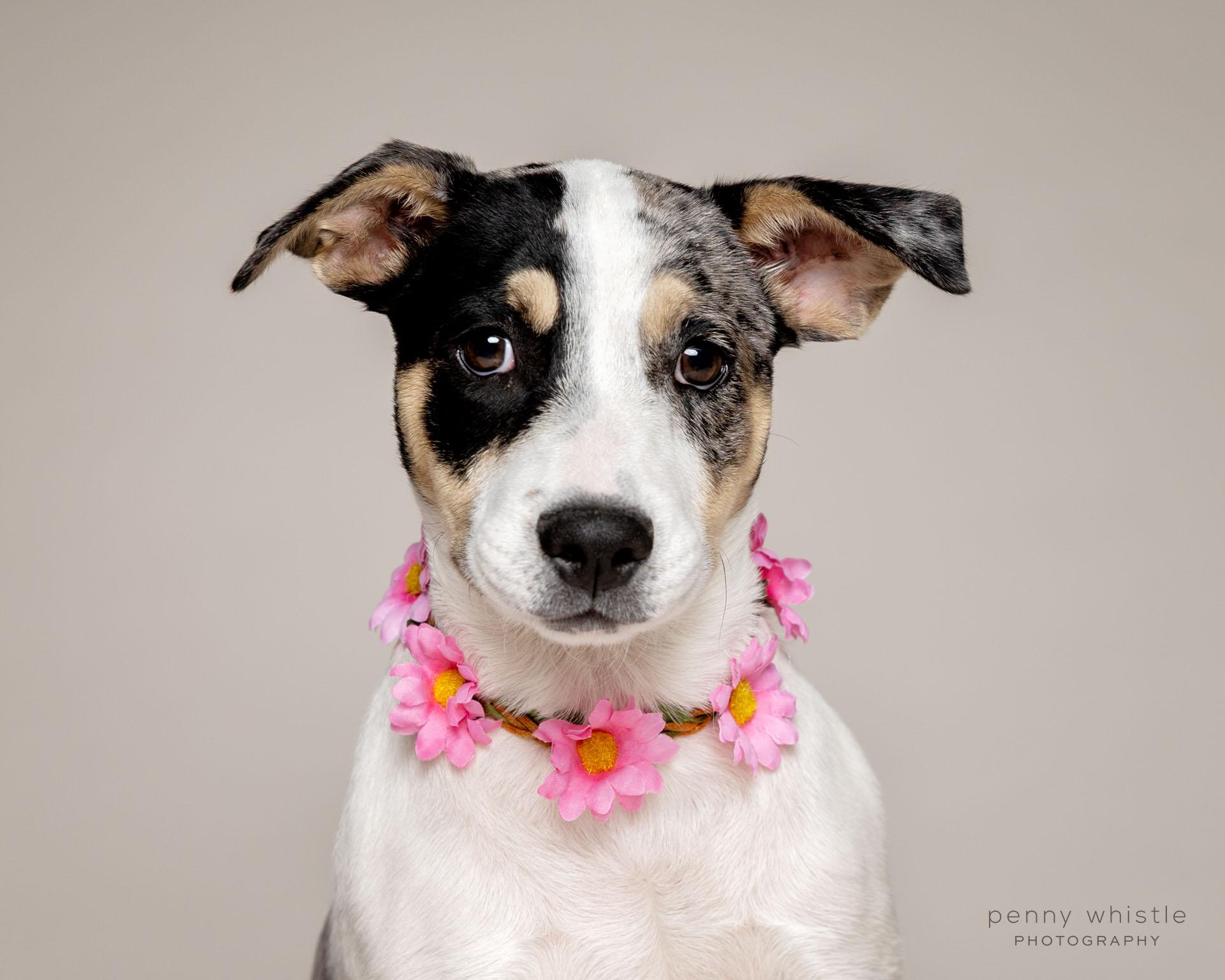 Birdie, Adoptable, Puppy Female Terrier & Mixed Breed.