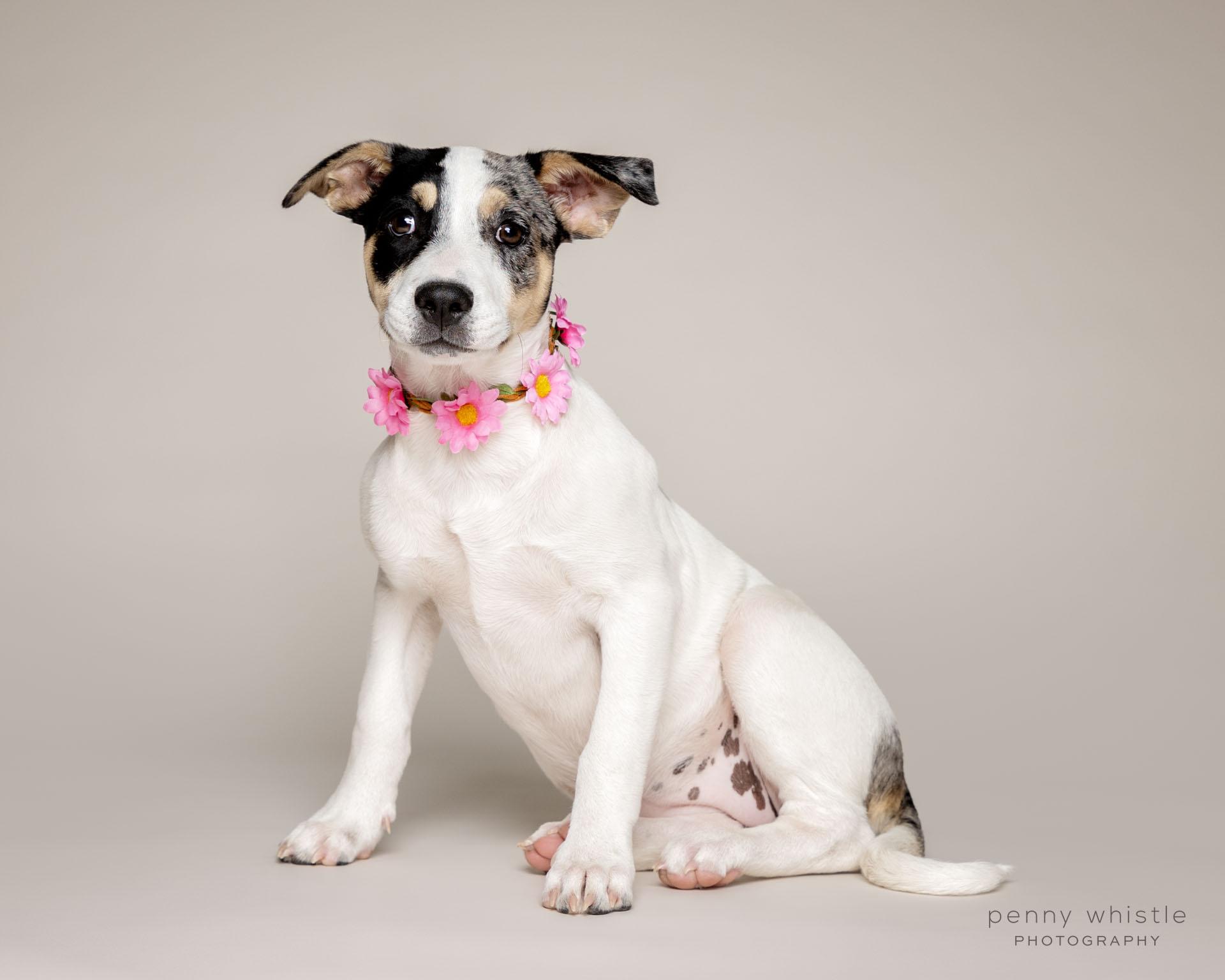 Enlarge Birdie, a Adoptable mixed breed in Coppell, TX image 3/3