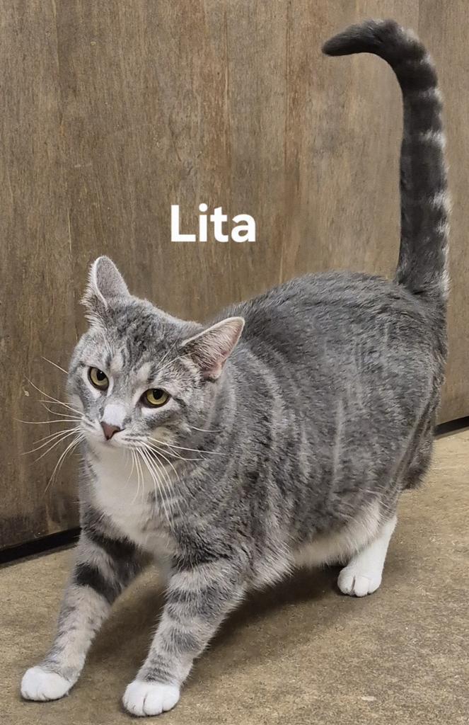 Lita, Adoptable, Young Female Domestic Short Hair.
