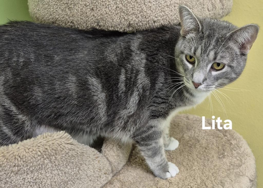 Lita, a Adoptable mixed breed in Kendallville, IN image 2/3