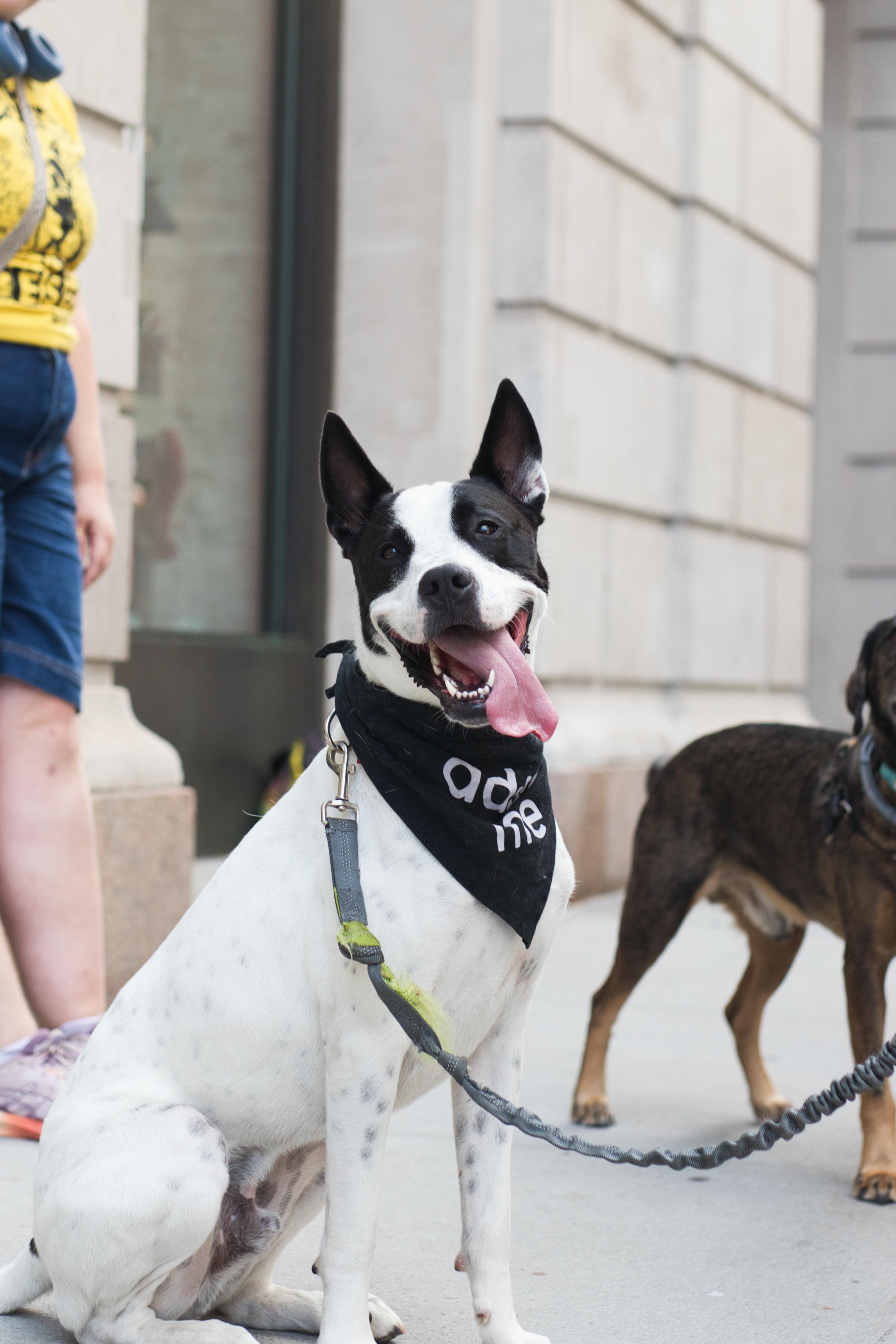 Meet Duran 2 years old  42 lbs  Heeler Mix  Certified Good Boy Looking for a sidekick whos