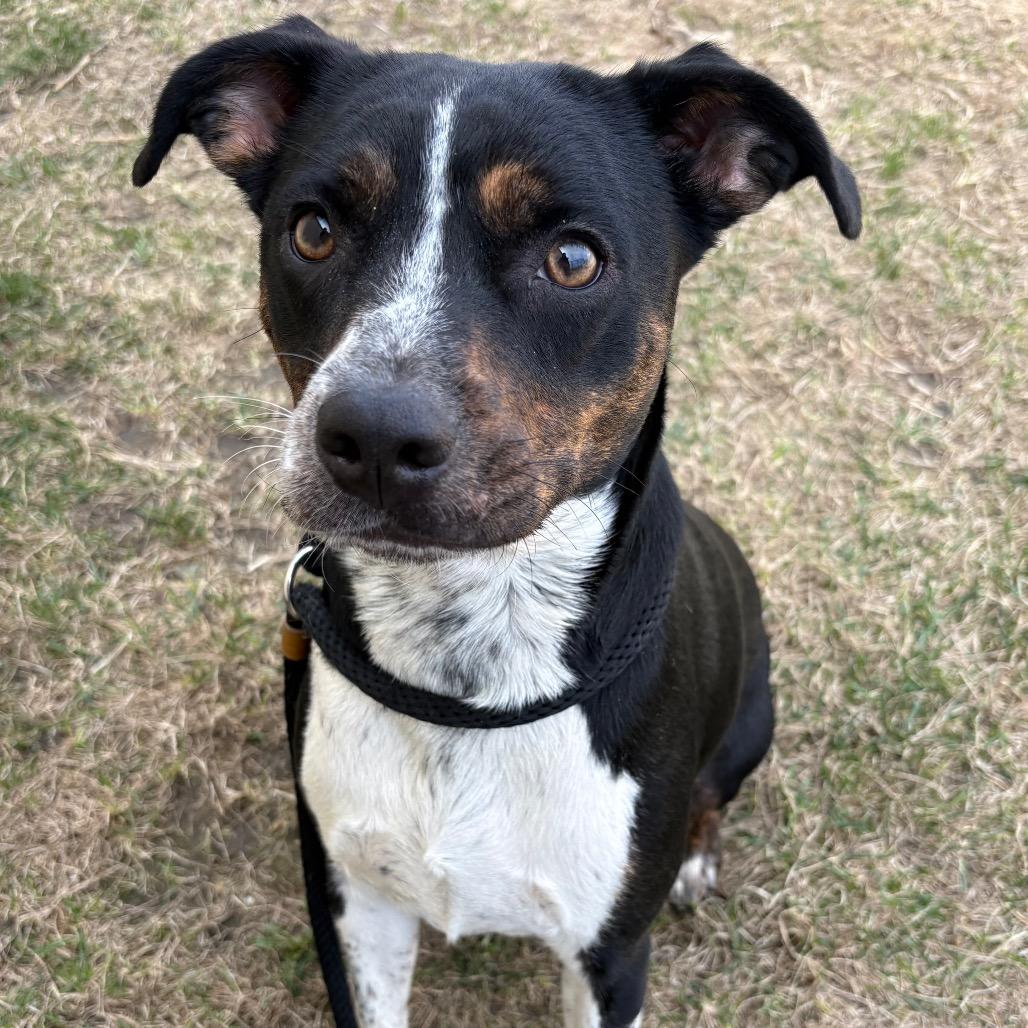 Kitty, Adoptable, Adult Female Pit Bull Terrier & Mixed Breed.
