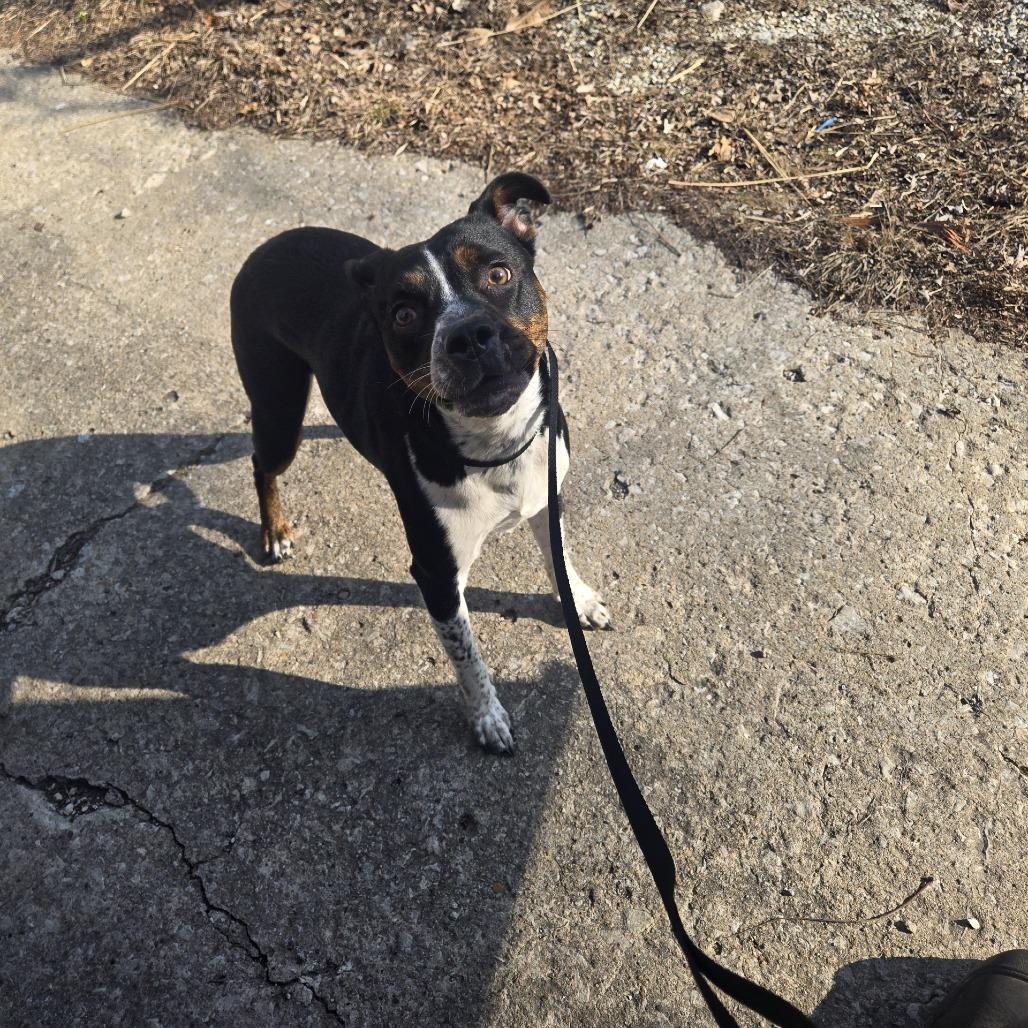 Kitty, a Adoptable mixed breed in St Joseph, MO image 2/2