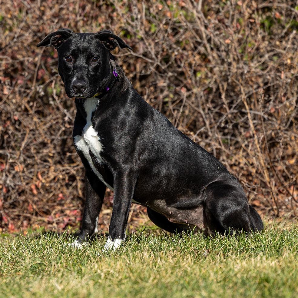 Shadow, a Adoptable mixed breed in Council Bluffs, IA image 1/3