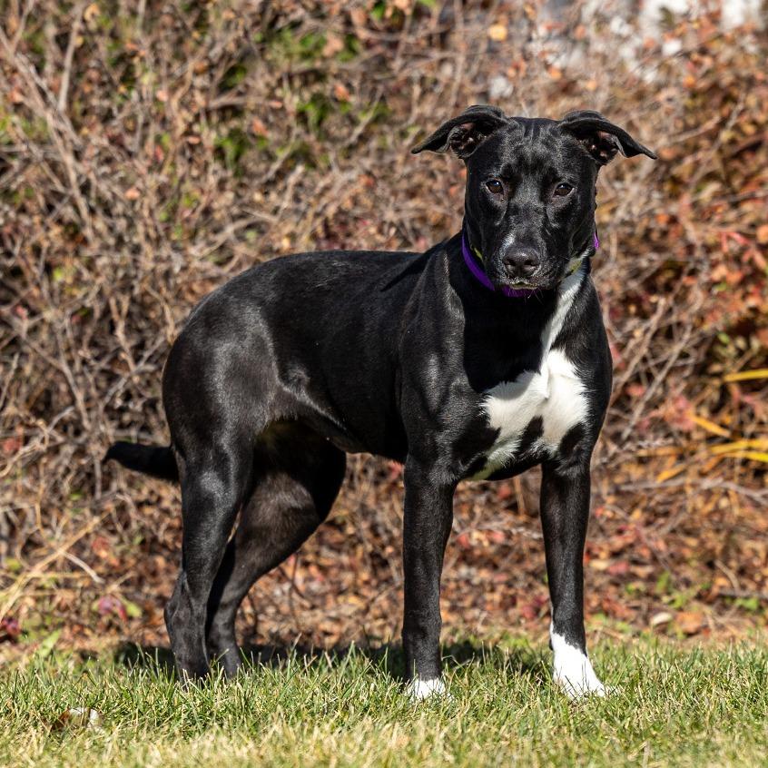 Shadow, a Adoptable mixed breed in Council Bluffs, IA image 2/3