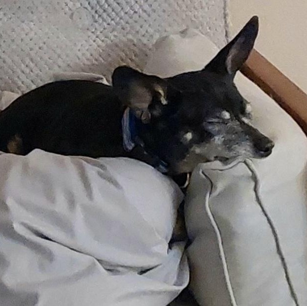 Lucy, a Adoptable mixed breed in Bradenton, FL image 6/6