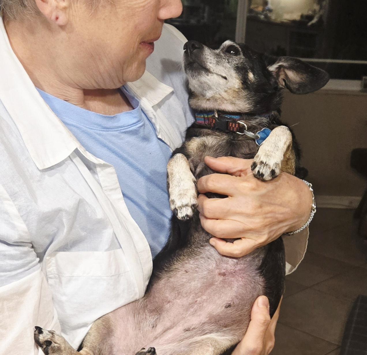 Lucy, a Adoptable mixed breed in Bradenton, FL image 2/6