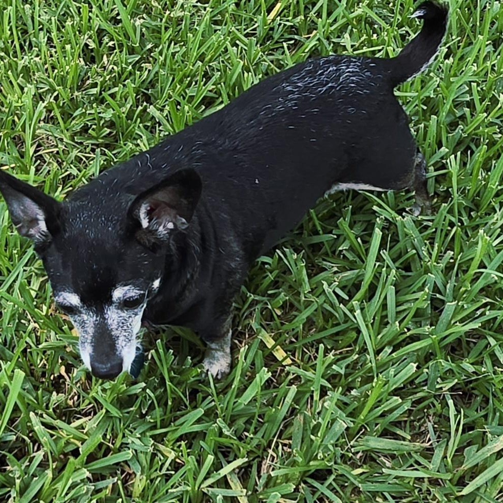 Lucy, a Adoptable mixed breed in Bradenton, FL image 3/6
