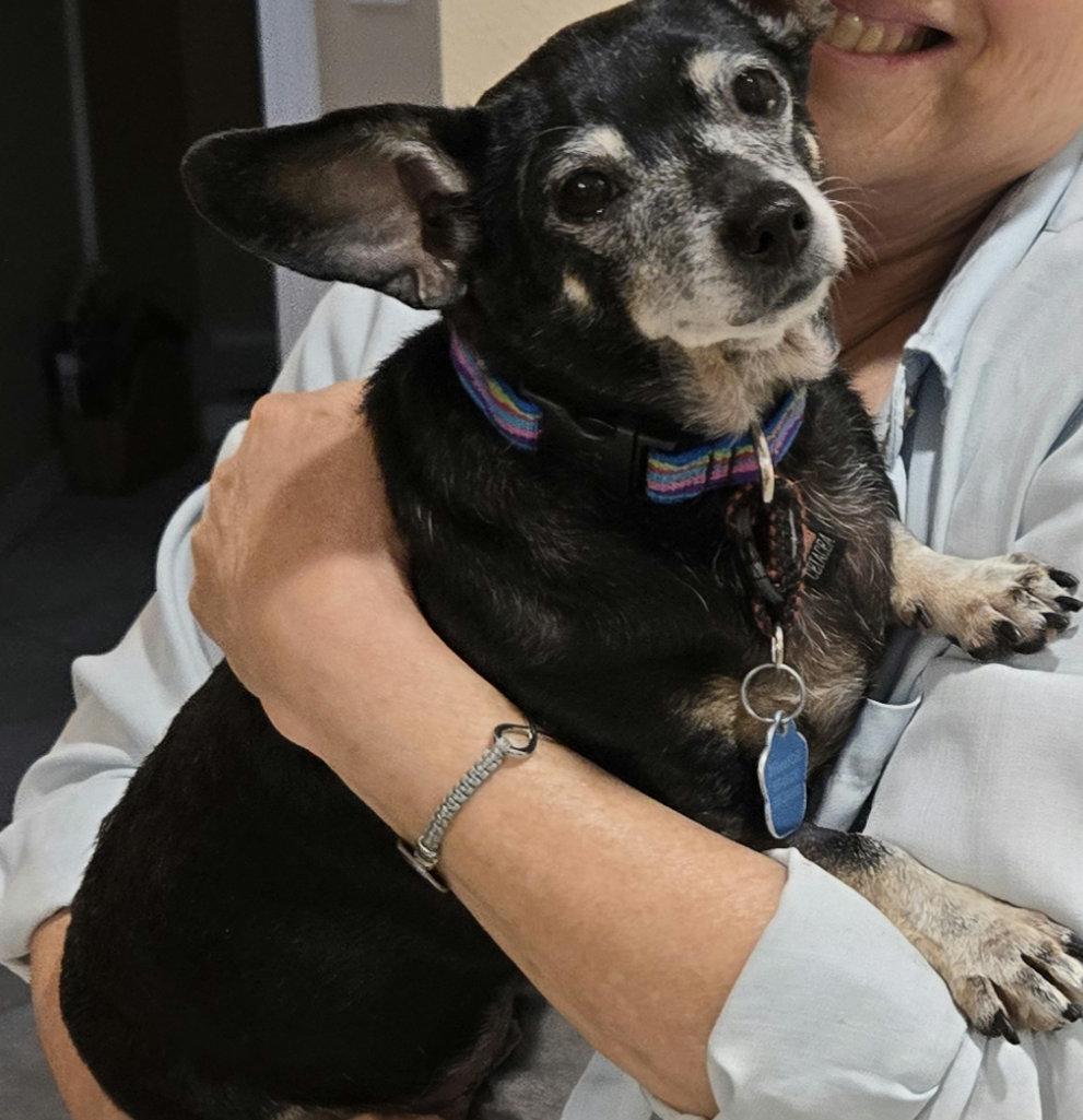 Lucy, Adoptable, Adult Female Chihuahua & Dachshund.