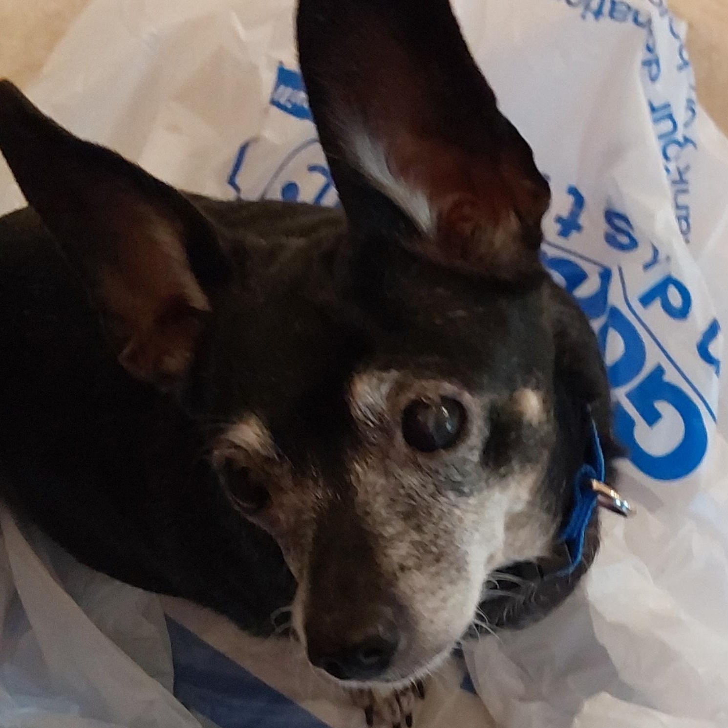 Lucy, a Adoptable mixed breed in Bradenton, FL image 4/6