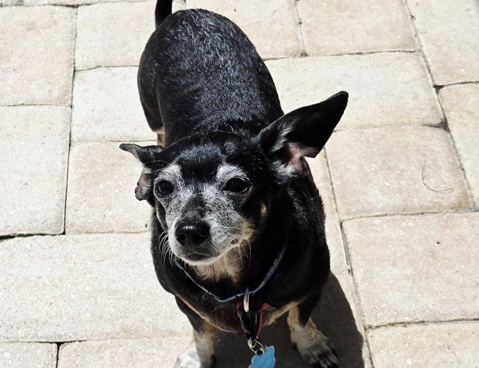 Lucy, a Adoptable mixed breed in Bradenton, FL image 5/6