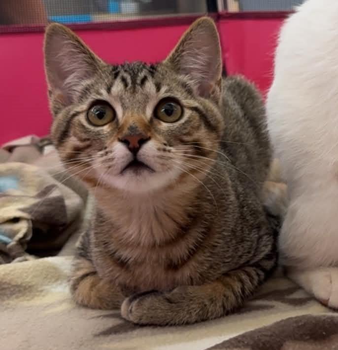 Bennie, Adoptable, Kitten Male Domestic Short Hair.